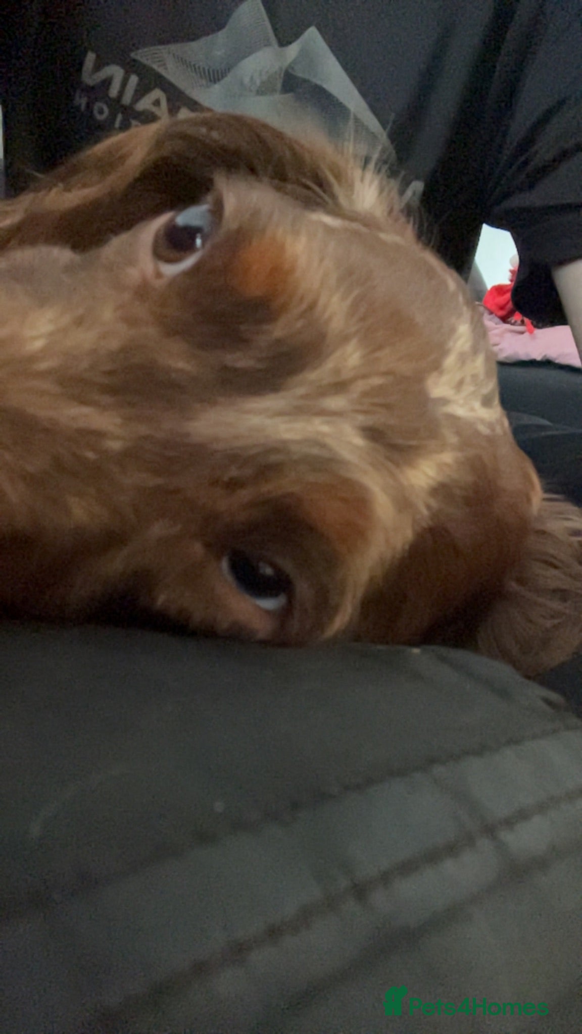 Dachshund dogs 2 year old dachshund - Advert 3