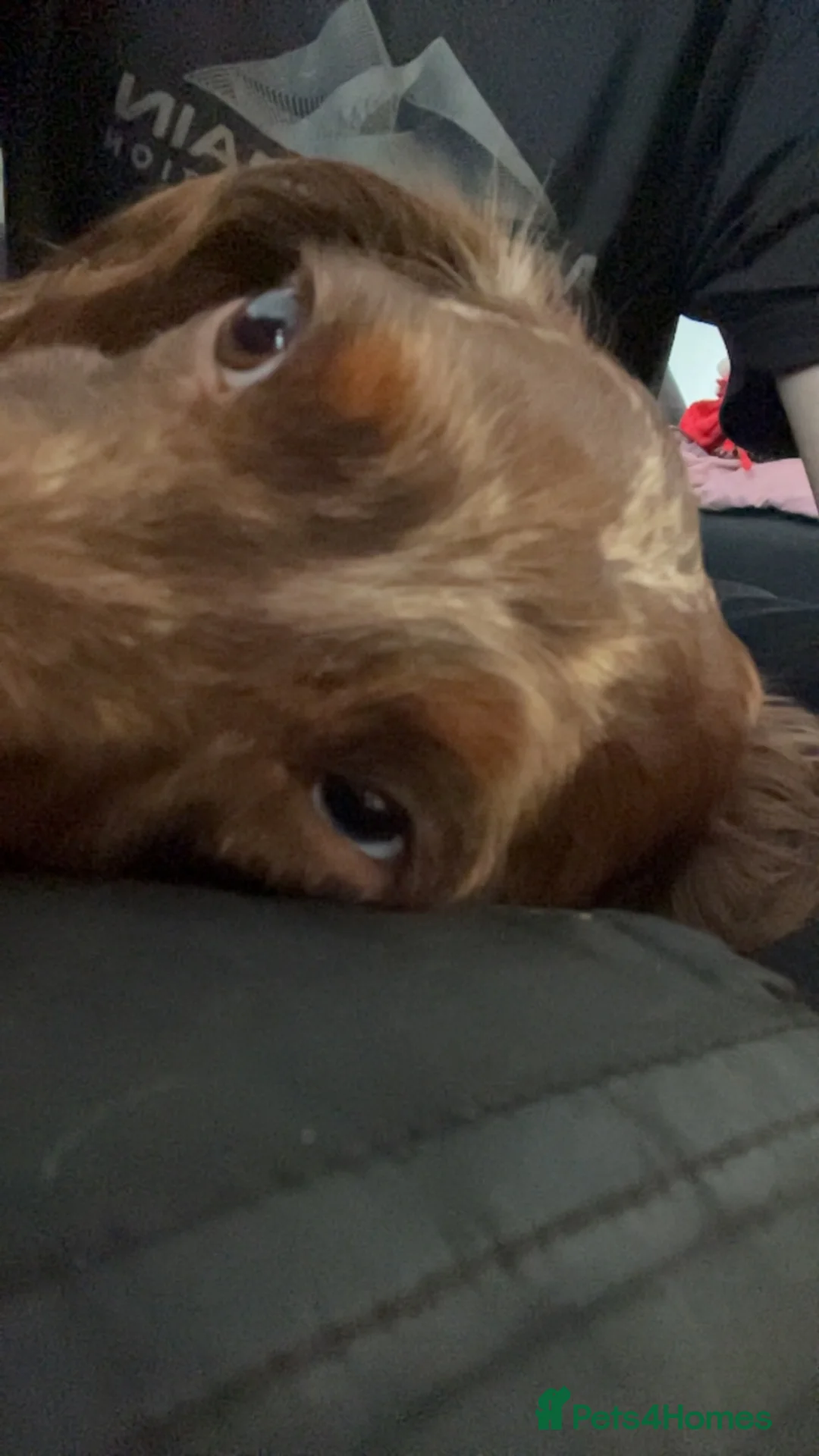 Dachshund dogs for sale: 2 year old dachshund in Liverpool - Advert 1