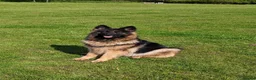 German Shepherd dogs for sale: Pure Bred German Shepherd Girl - Advert 1