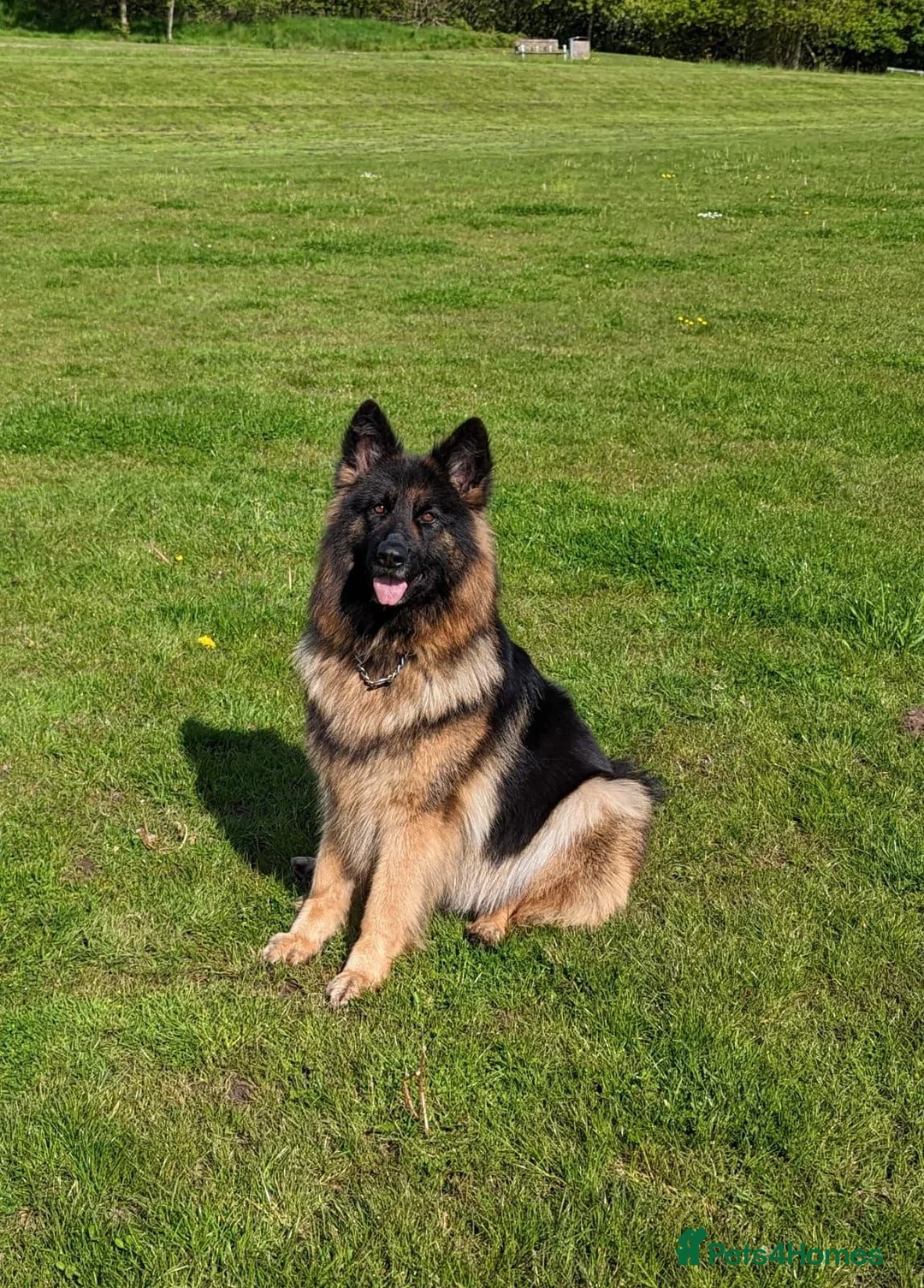 German Shepherd dogs for sale: Pure Bred German Shepherd Girl - Advert 1