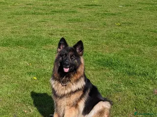 German Shepherd dogs Pure Bred German Shepherd Girl - Advert 4