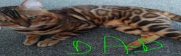 Bengal cats for sale: Bengal kittens for sale - Advert 3