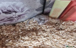 Gerbil rodents for sale: 2 beautiful gerbils for sale with cage - Image 4