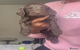 Cockapoo dogs for sale: Beautiful Cockerpoo puppies - Image 13