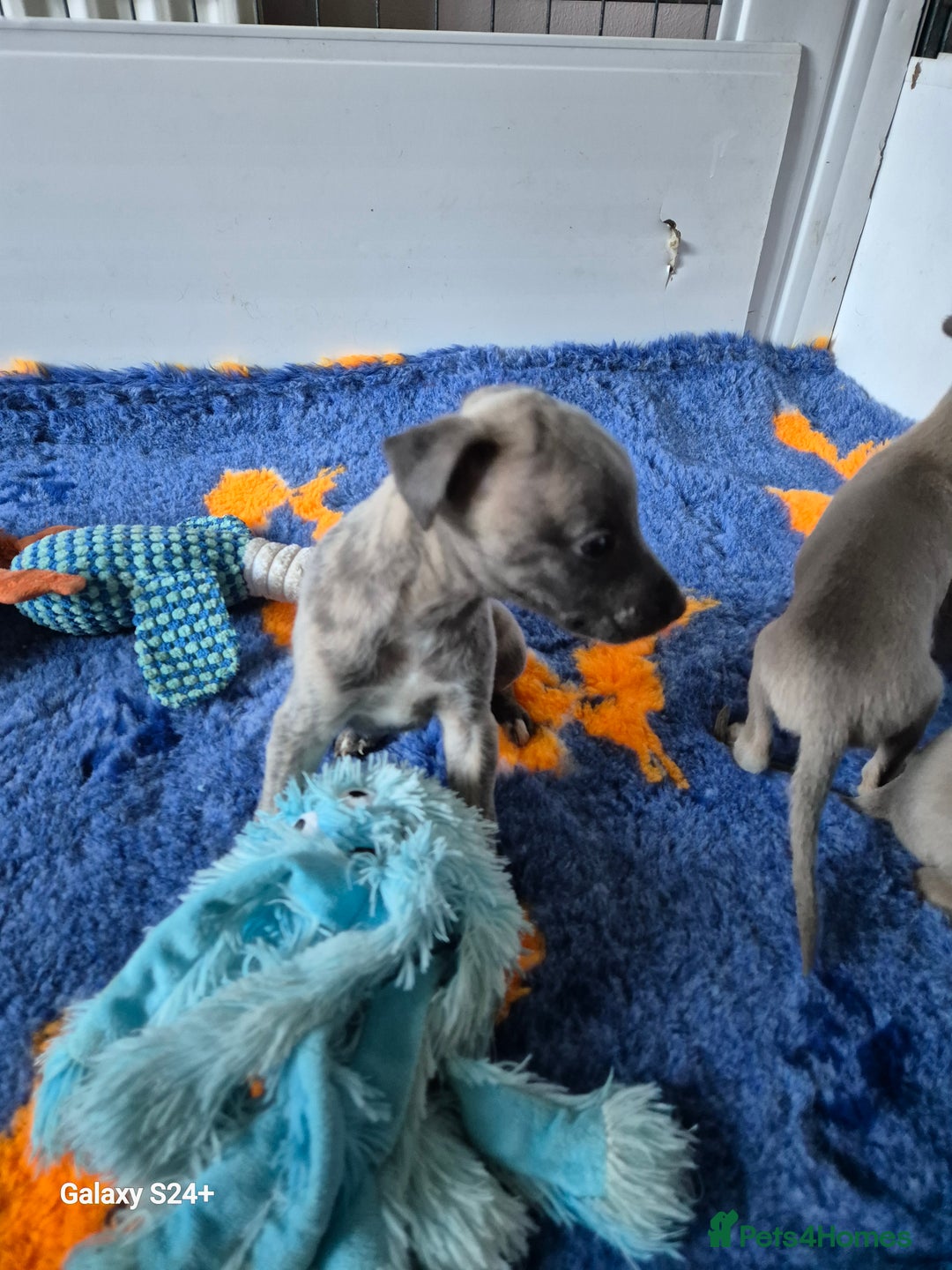 Whippet dogs for sale: Stunning whippet puppies  - Advert 5