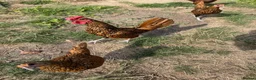 Chickens poultry for sale: Gold sebrights breeding pairs - Advert 5