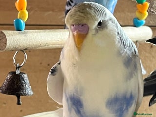 Budgerigars birds Budgie baby’s - Advert 1