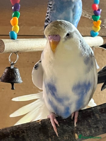 Budgerigars birds Budgie baby’s - Advert 10