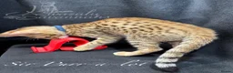 Savannah cats for sale: 2 and 3 months old. Tica Regist. Savannahs - Advert 26