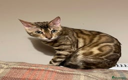 Bengal cats for sale:  Beautiful Bengal ready to reserve - Image 25