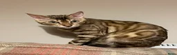 Bengal cats for sale:  Beautiful Bengals able to leave. - Advert 24