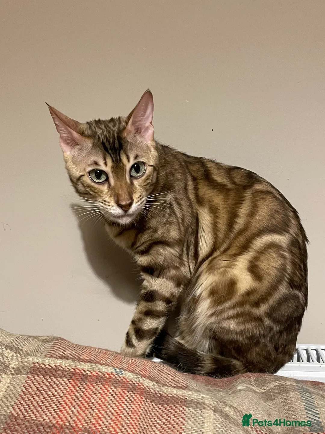 Bengal cats for sale:  Beautiful Bengals able to leave. - Advert 24