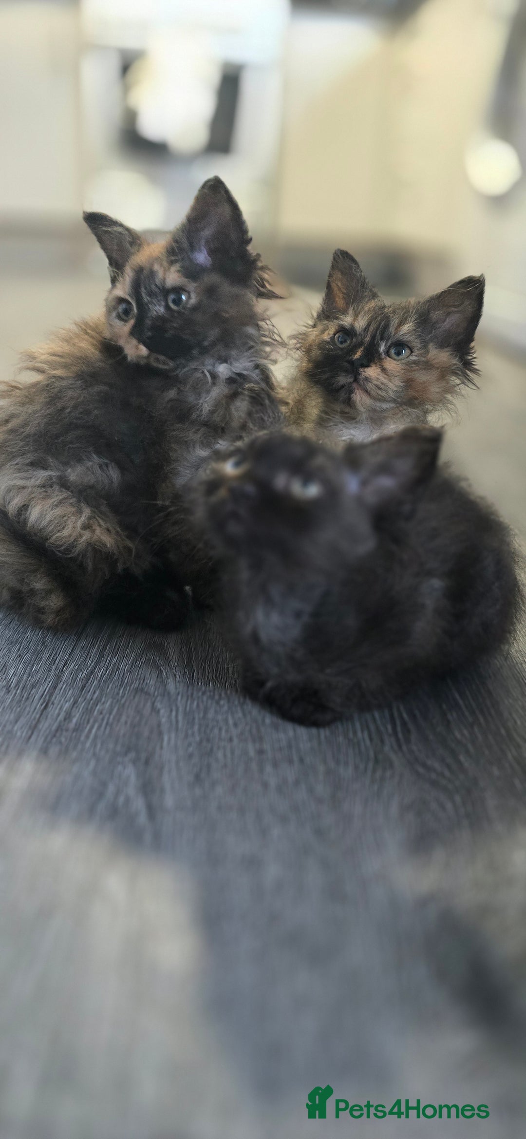 LaPerm cats for sale: 8 Laperm mix kittens, curly & long-haired - Advert 10