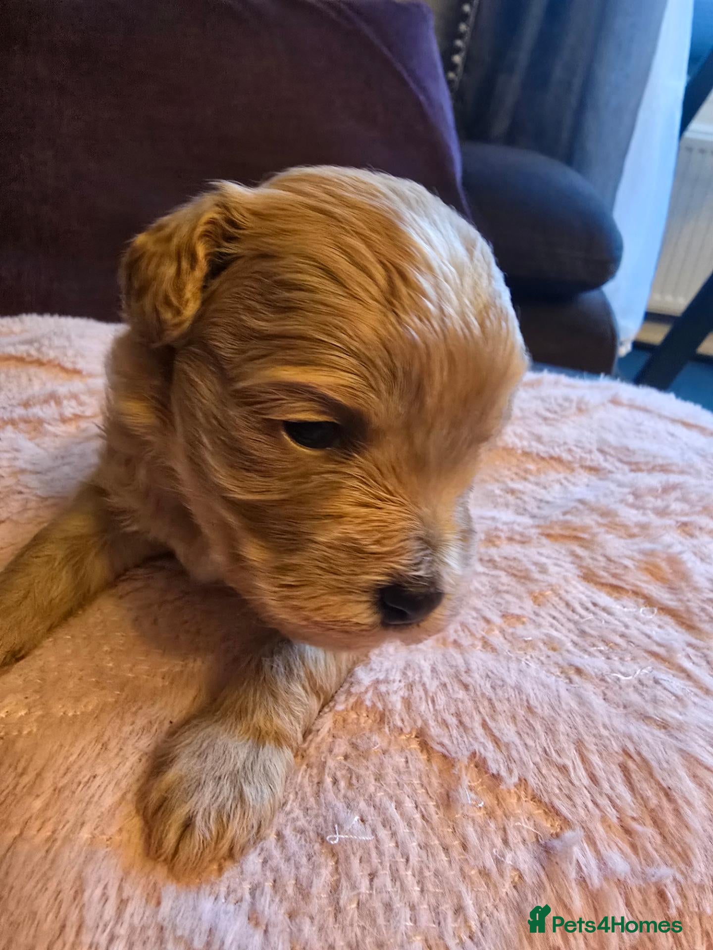 Maltipoo dogs Lovely Maltipoo looking for a forever home. 🏡 💛 - Advert 3