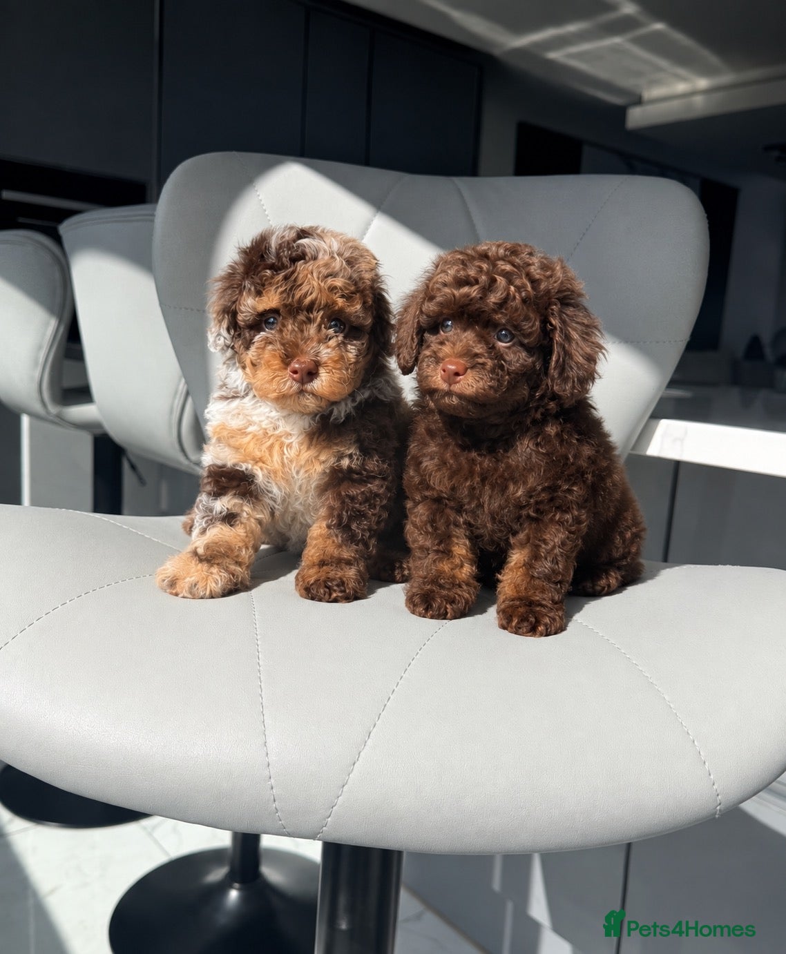 Toy Poodle dogs Gorgeous Toy Poodle Girls  - Advert 16