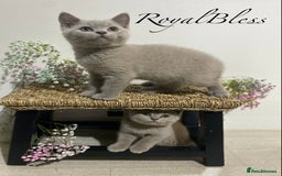 British Shorthair cats for sale: 👑ROYALBLESS STUNNING LILAC BRITISH SHORTHAIR  - Image 23