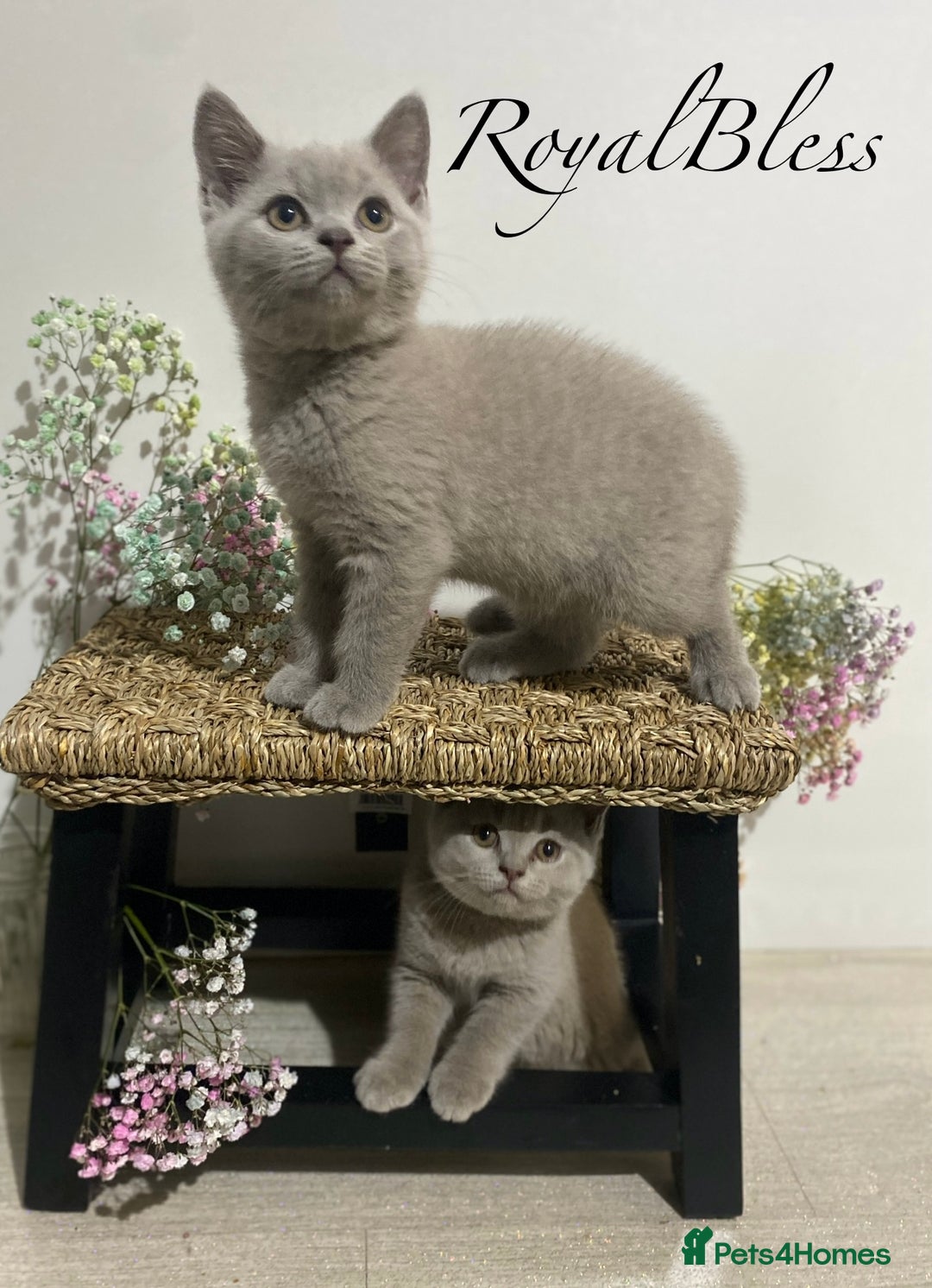 British Shorthair cats for sale: 👑ROYALBLESS STUNNING LILAC BRITISH SHORTHAIR  - Image 23