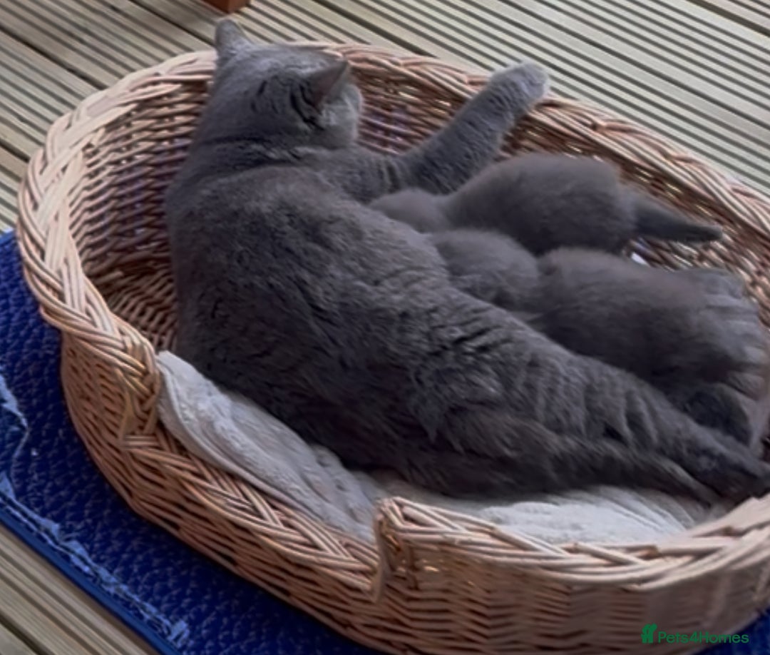 British Shorthair cats for sale: Beautiful British blues - Image 8
