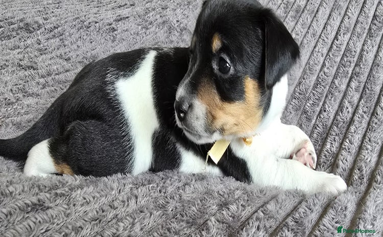 Jack Russell dogs - Advert 8