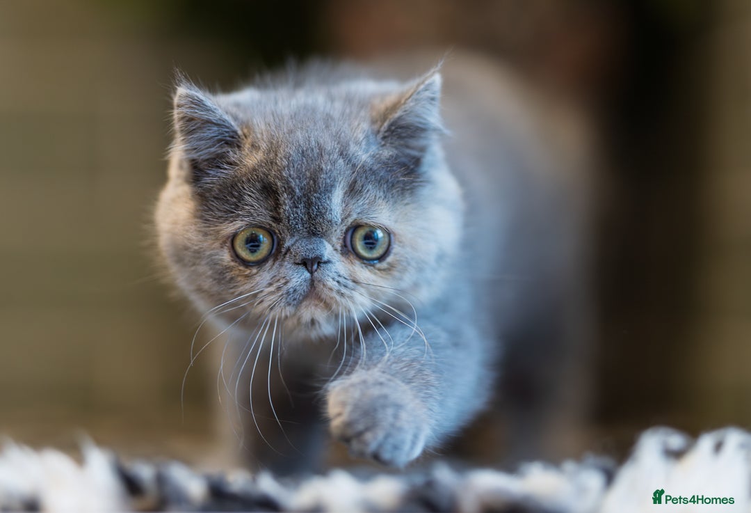 Exotic cats for sale: GCCF Registered - Advert 6