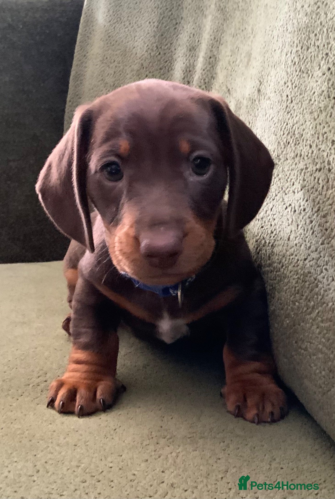 Miniature Dachshund dogs Funny happy miniature dachshund puppies - Advert 2