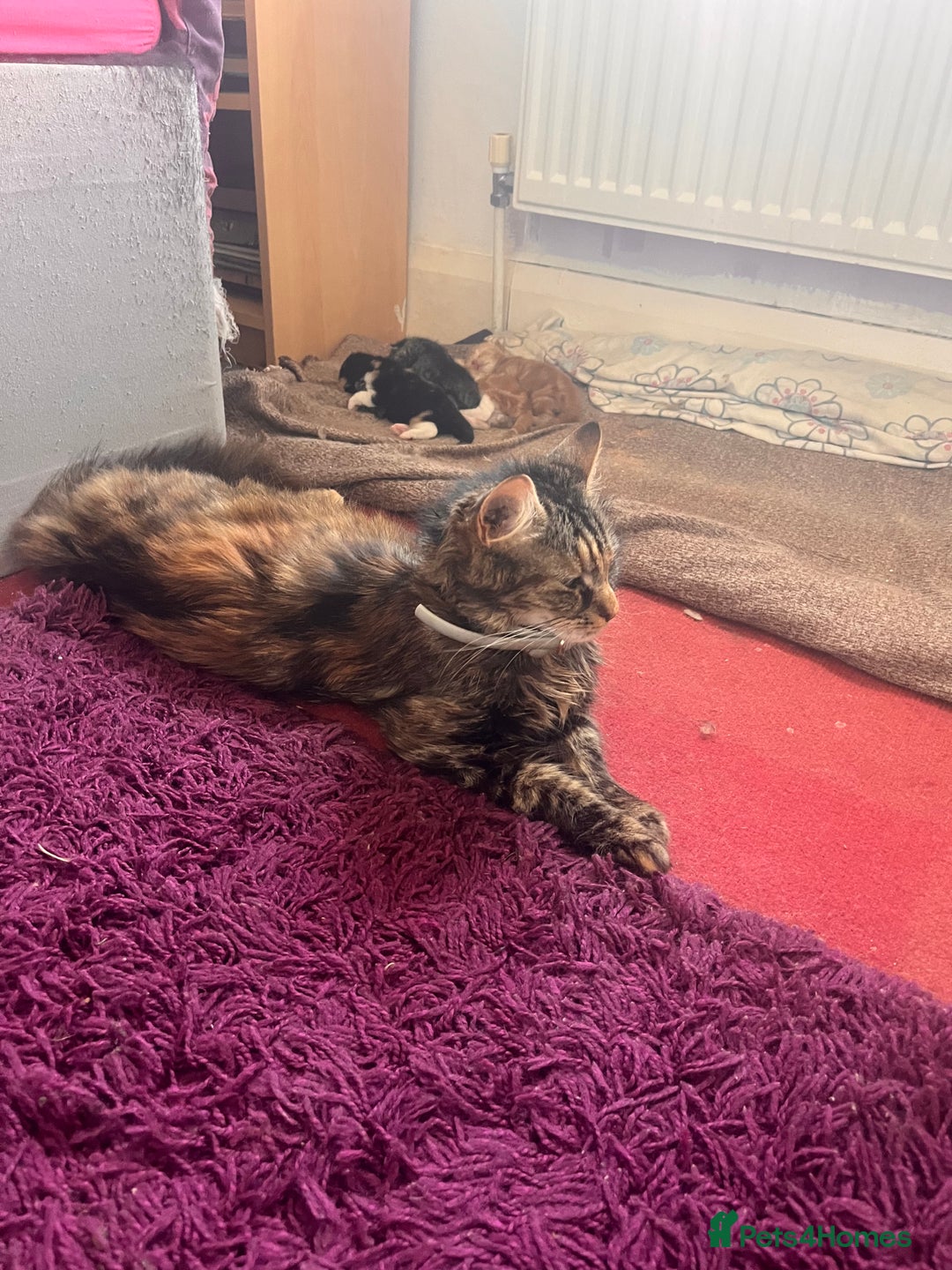 Persian cats for sale: only 1 tabby left and all gone sorry!. in Saint Helens - Image 4