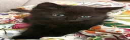 Mixed Breed cats for sale: Two black male kittens for sale  - Advert 3