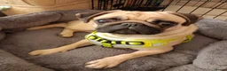 Pug dogs for sale: Three year old female pug called Ruby - Advert 5