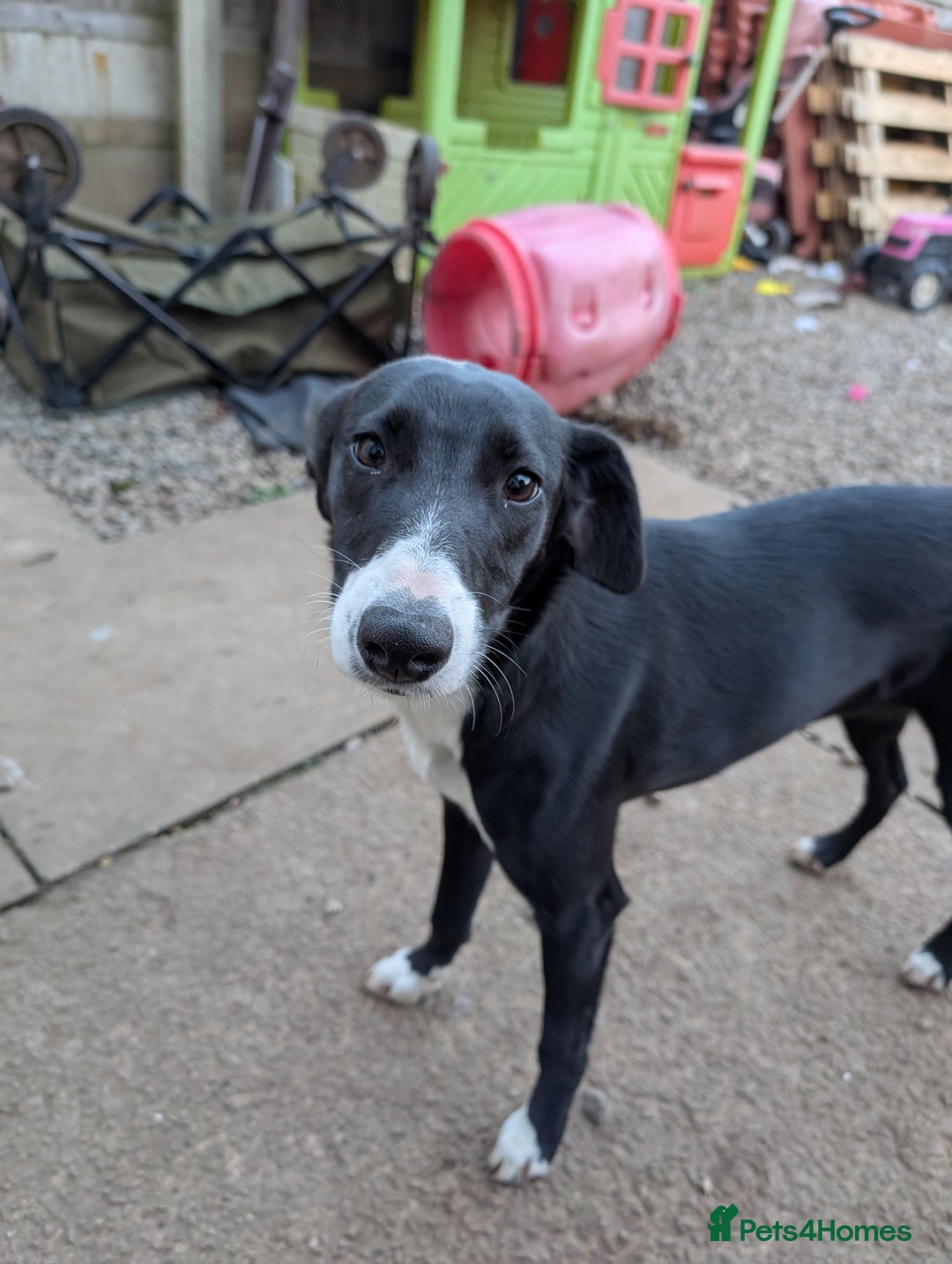 Whippet dogs for stud: Lovely Stella - Advert 1