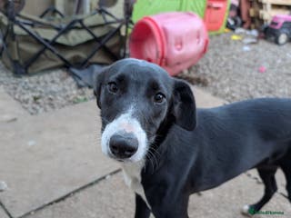 Whippet dogs Lovely Stella - Advert 4