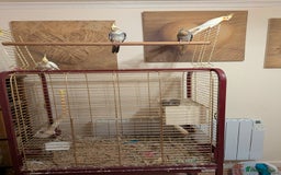 Cockatiels birds for sale: 4 lovely tame cocktails  - Image 9