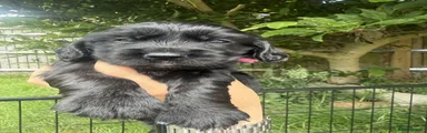 Puppy 4