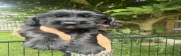 Cocker Spaniel dogs for sale: Working Cocker Spaniel Puppies in Eastbourne - Advert 13