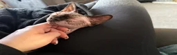Sphynx cats for sale: Gia - Sphynx - please read add !  in Knutsford - Advert 4