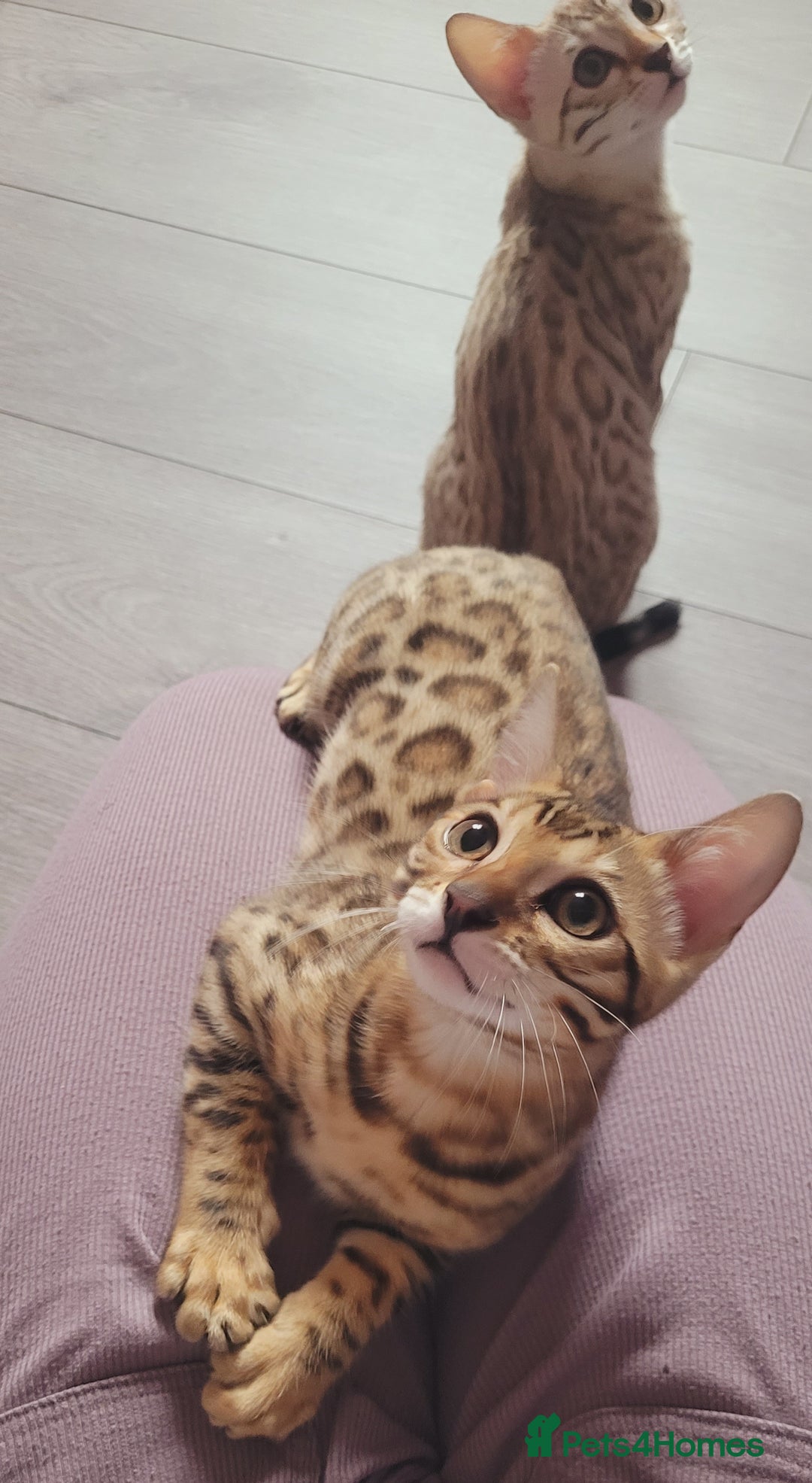 Bengal cats for sale: Bengal kittens (Tica registered) 2 boys left - Image 15