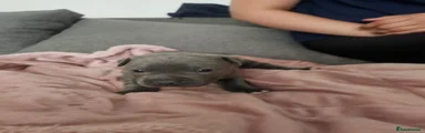 Staffordshire Bull Terrier Boy 4