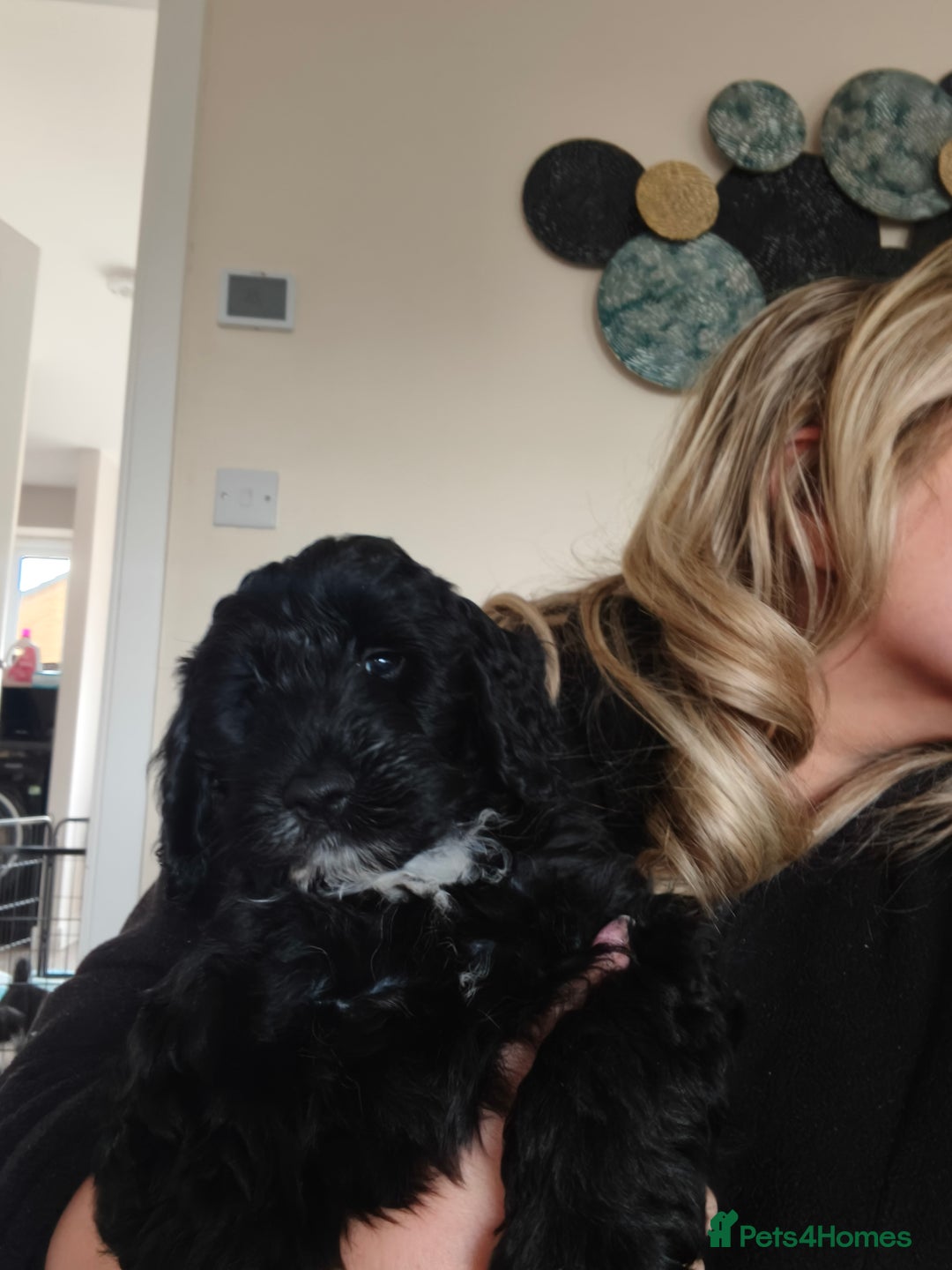 Cockapoo dogs for sale: F1b Cockapoo Puppies Last 3 Available – Ready Now. - Advert 28