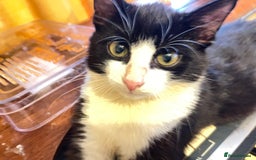 Mixed Breed cats for sale: Two kitten for sale - Image 14