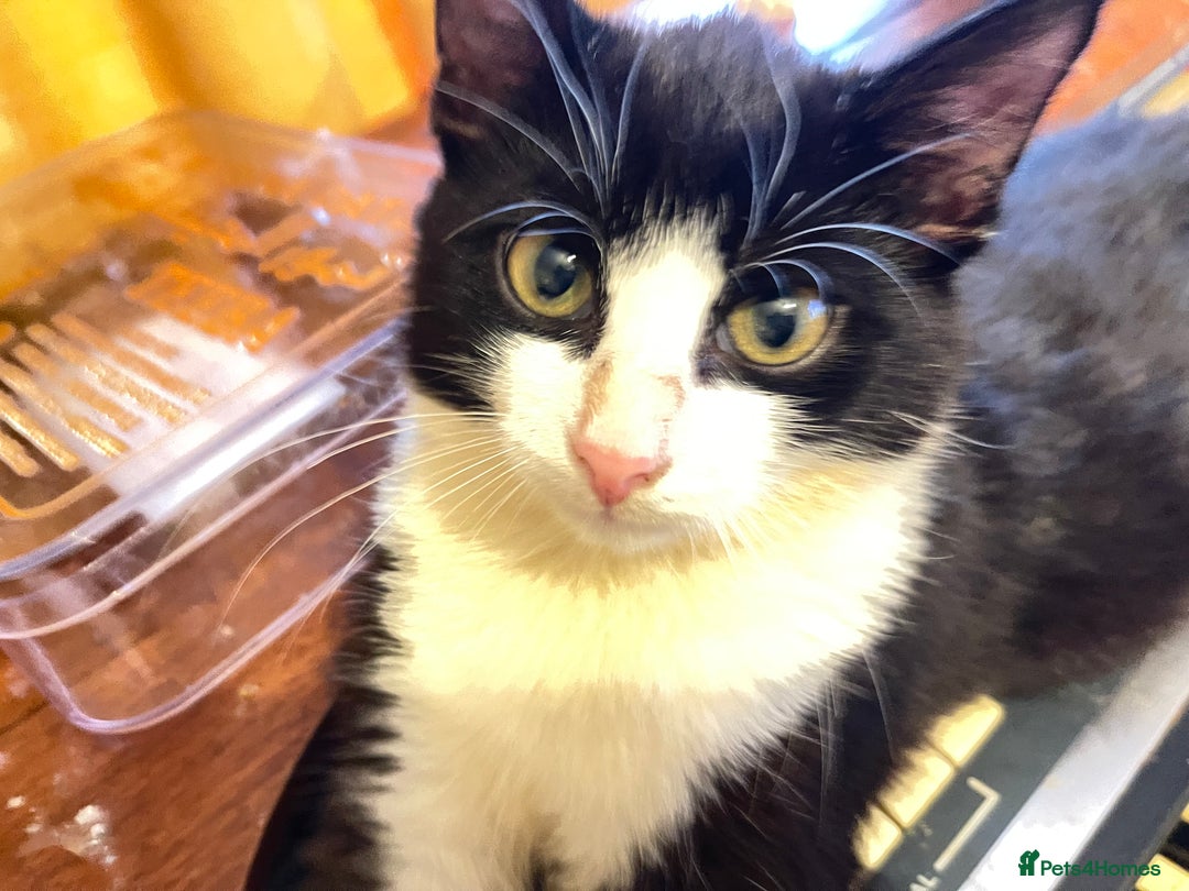 Mixed Breed cats for sale: Two kitten for sale - Image 14