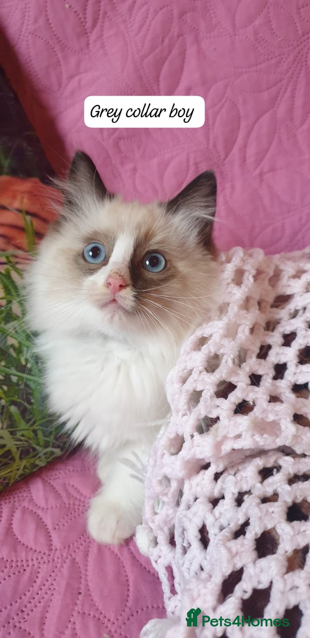 Ragdoll cats for sale: 💖Beautiful GCCF Registered Ragdoll Kittens. - Image 6