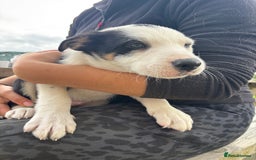 Border Collie dogs for sale: Ready to go! Beautiful Border Collie pup in Haverfordwest - Image 5