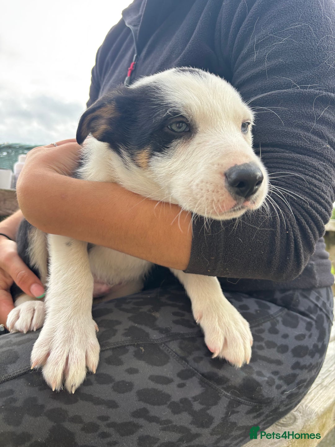 Border Collie dogs for sale: Ready to go! Beautiful Border Collie pup in Haverfordwest - Image 5