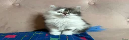 Siberian cats for sale: Siberian kittens, Ready Now 😻 - Advert 9