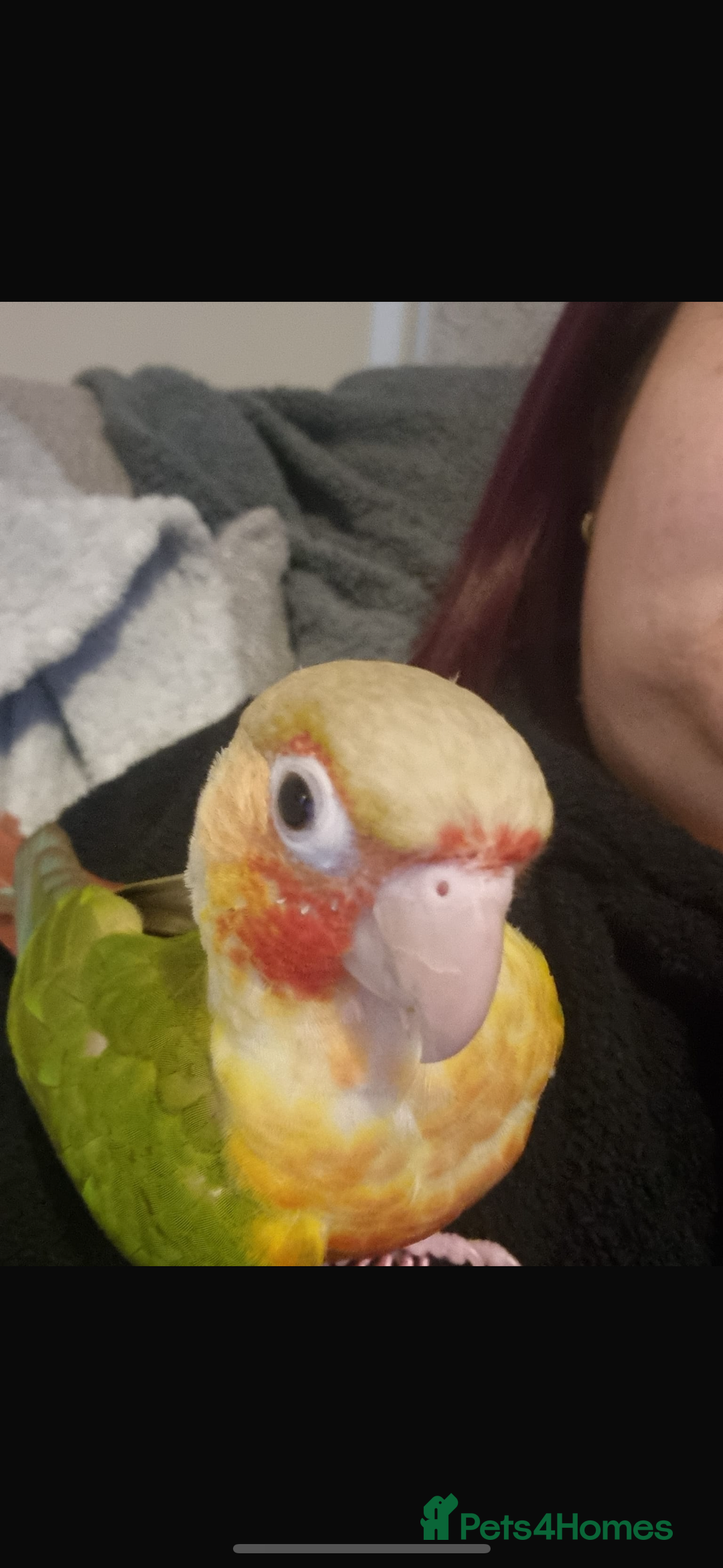 Conures birds for sale: Green cheek pineapple conure  - Image 1