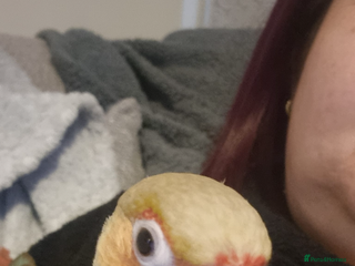 Conures birds - Advert 9