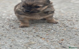 Chihuahua dogs for sale: Long hair Chihuahua boy  - Image 5