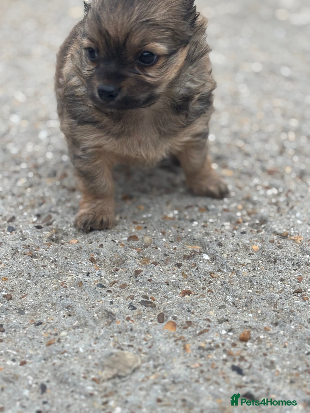 Chihuahua dogs for sale: Long hair Chihuahua boy  - Image 5