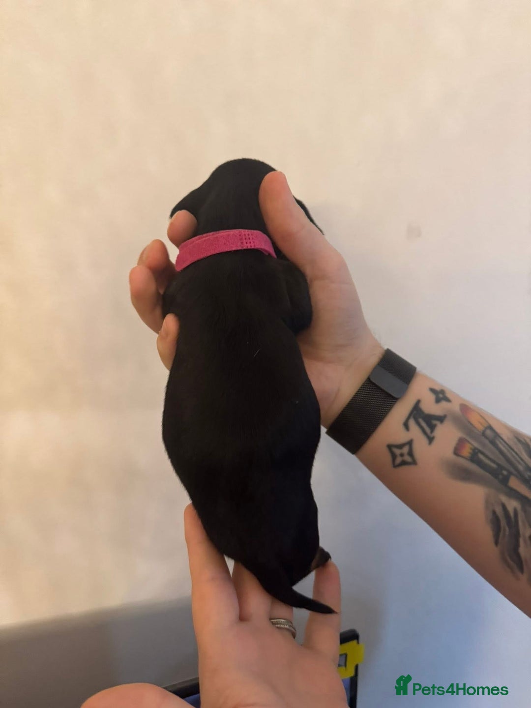 Miniature Dachshund dogs for sale: Miniature dachshund puppies for sale - Image 8