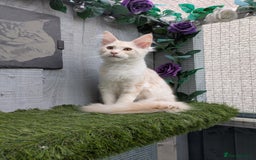 Maine Coon cats for sale: Maine coons 1 Boy left ready now - Image 23