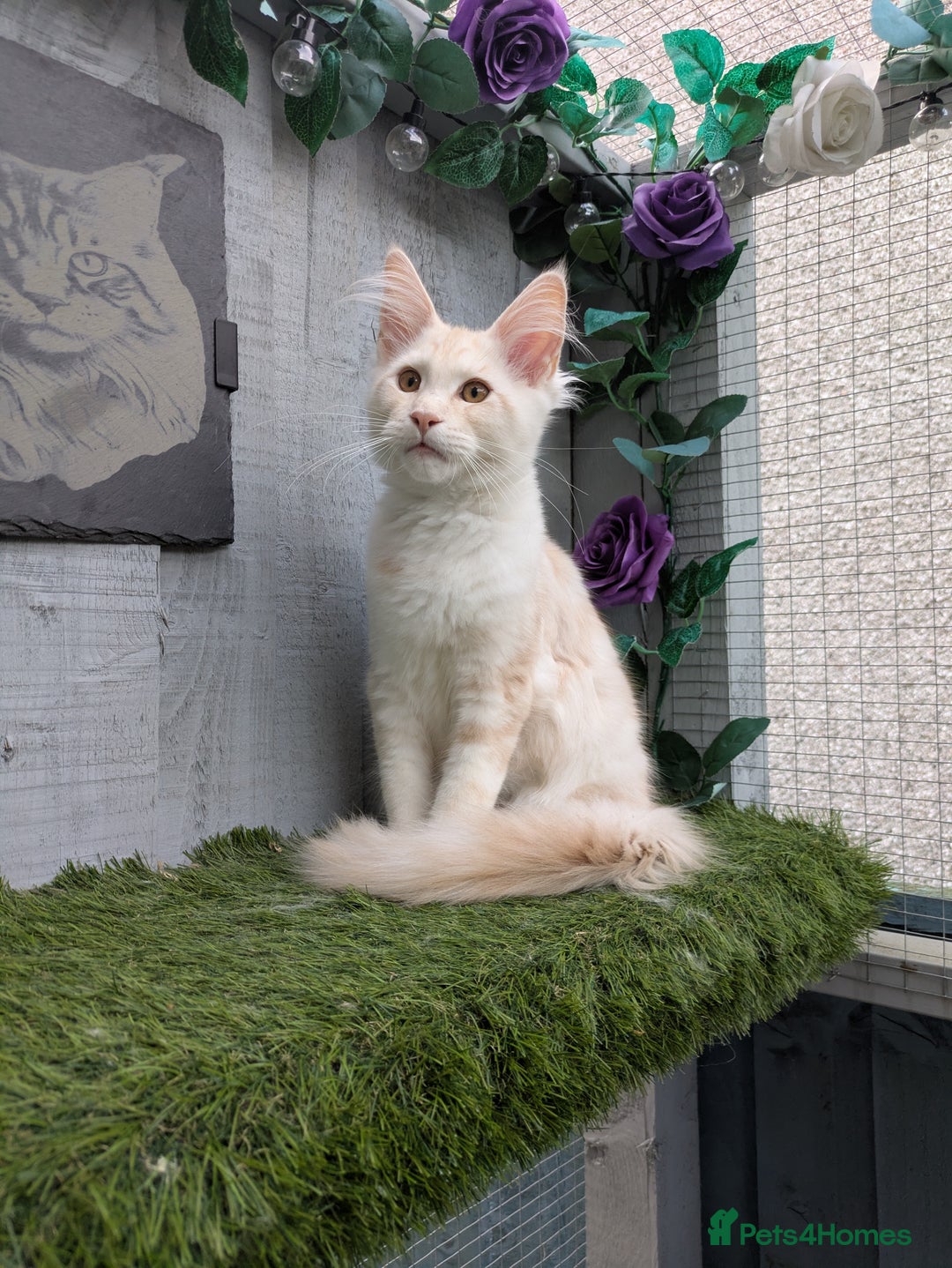 Maine Coon cats for sale: Maine coons 1 Boy left ready now - Image 23